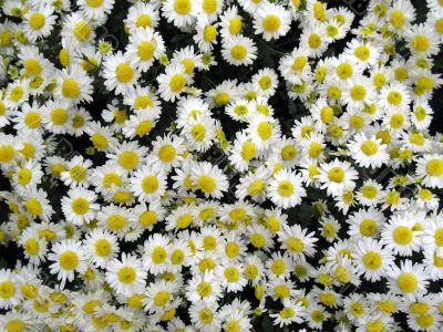 Chrysanthemums