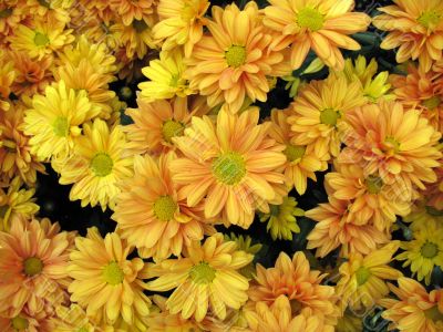 Chrysanthemums