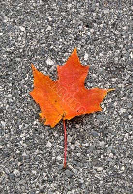 Leaves in fall