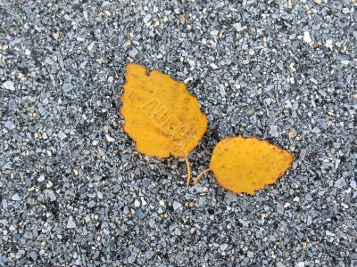 Leaves in fall