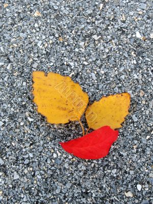 Leaves in fall