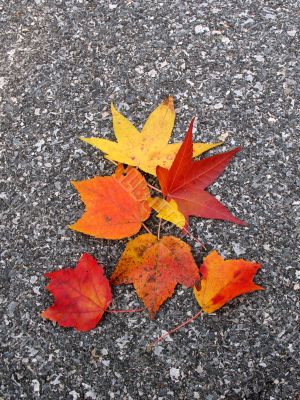 Leaves in fall