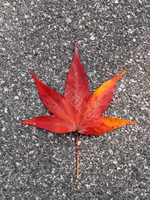 Leaves in fall