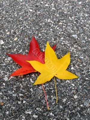 Leaves in fall