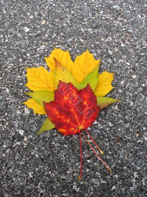 Leaves in fall