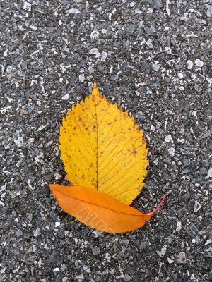 Leaves in fall