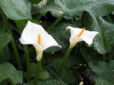 Calla-lily
