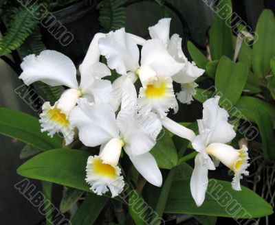 Orchids