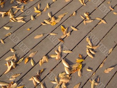 Leaves in fall