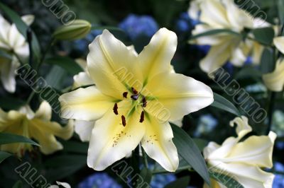 Lily in a garden