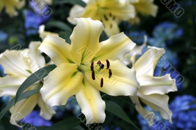 Lily in a garden