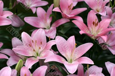 Lily in a garden