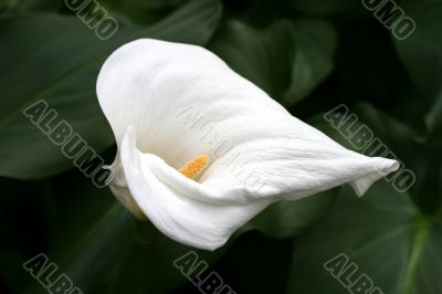 Calla-lily