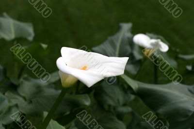 Calla-lily
