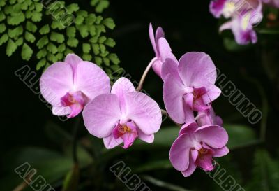 Orchids