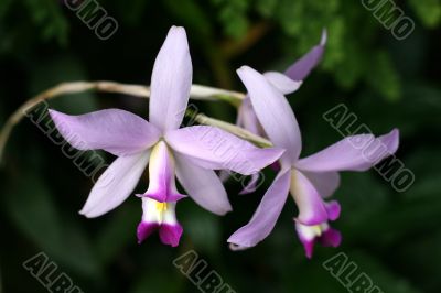 Orchids
