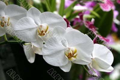 Orchids