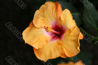 Chinese hibiscus