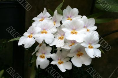 Orchids