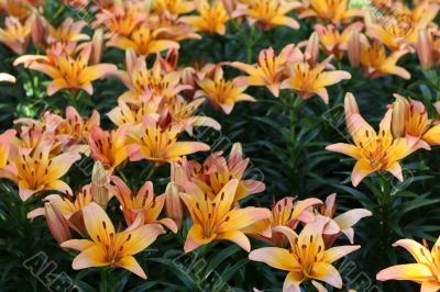 Lily in a garden