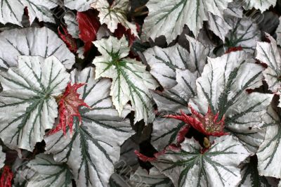 Angel-wing begonia