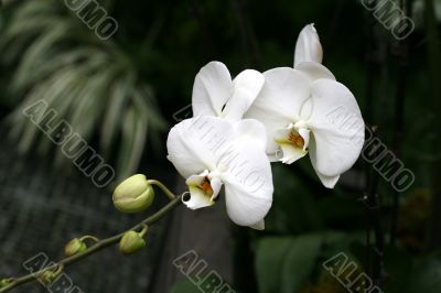 Orchids