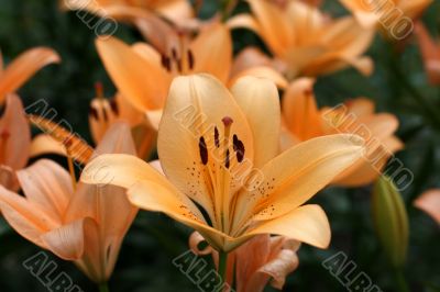 Lily in a garden