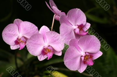 Orchids