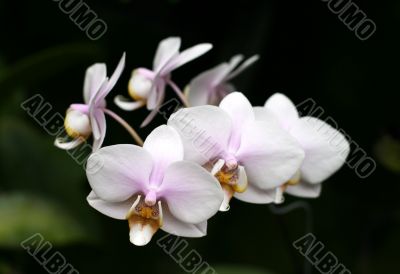 Orchids