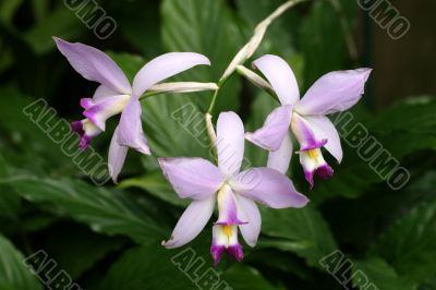 Orchids