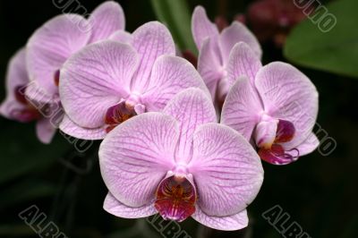Orchids