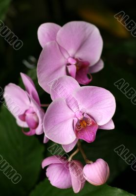 Orchids