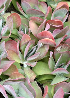 Kalanchoe