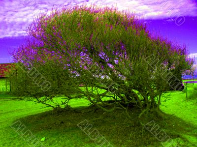Psychedelic bush