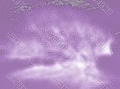 Purple bush abstract