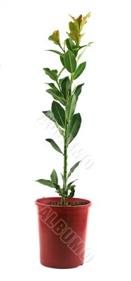Fresh Herbs Bay Leaf 1
