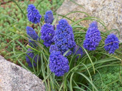Preetty blue flowers