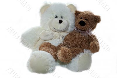 two teddy bears on white background
