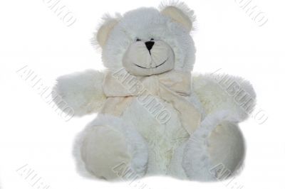 white teddy bear on white background