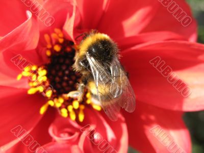 a bee sitting on the flower
