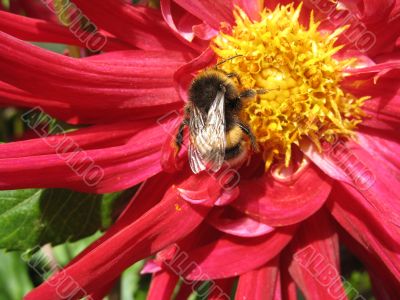 a bee sitting on the flower