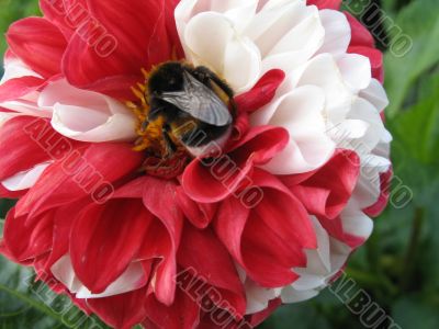a bee sitting on the flower