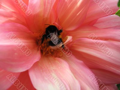 a bee sitting on the flower