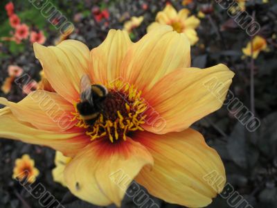 a bee sitting on the flower