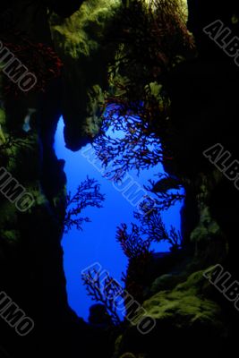 gorgonian landscape