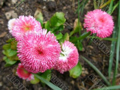 pink daisies