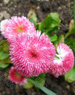 closeup of pink daisy