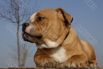old english bulldog