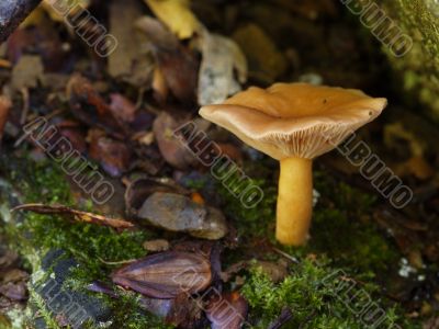 mushroom