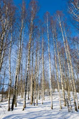 winter birchwood